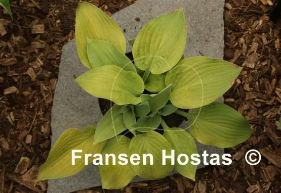 Hosta Sea Yellow Sunrise